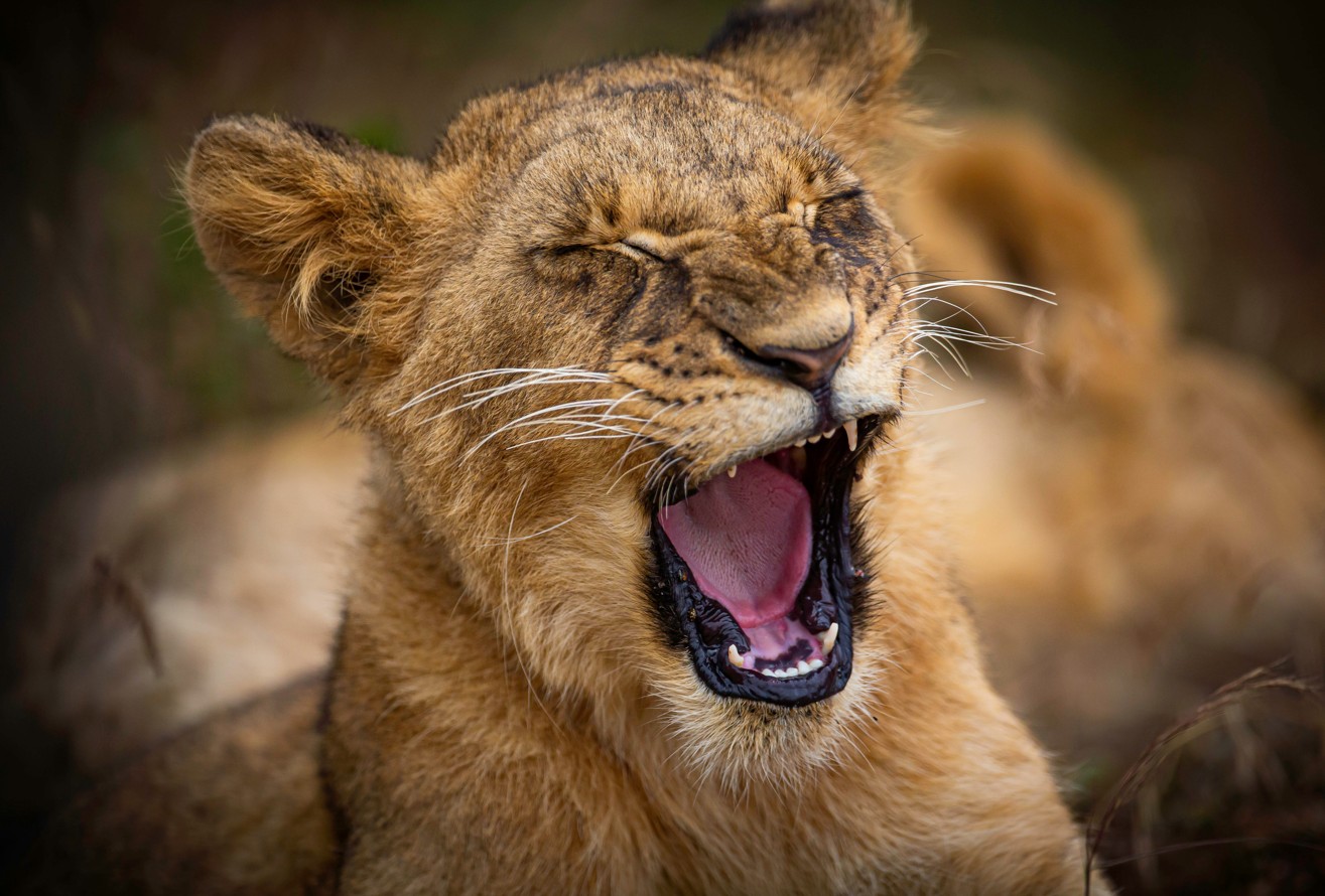 Chief Happiness Officer (CHO)